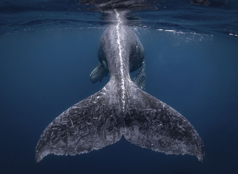 National Geographic Photo Contest