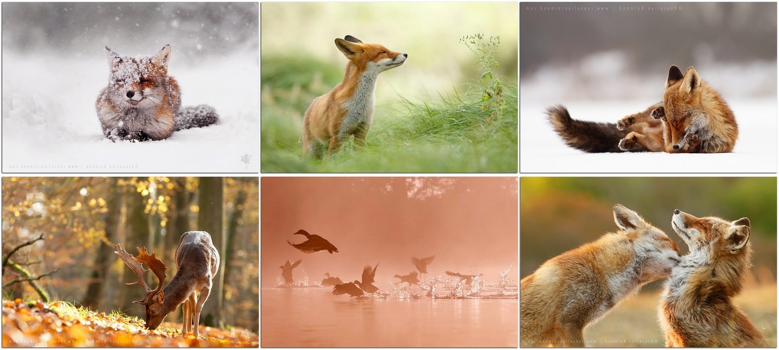 Дикие животные