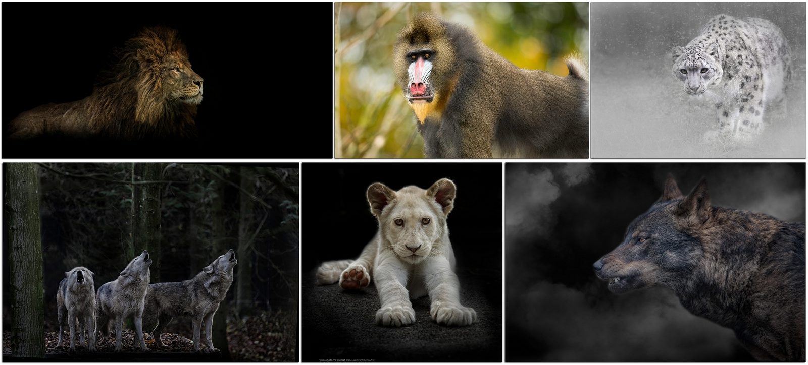 Фотографы природы