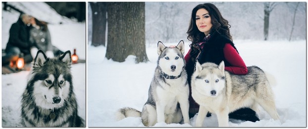 Фотосессия с собакой Хаски