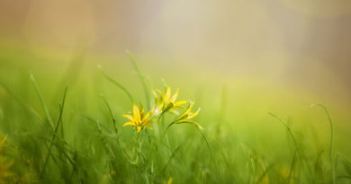 Идеи для весенней фотосессии