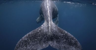 National Geographic Photo Contest