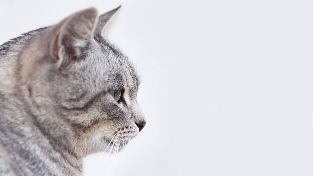 Пространство для взгляда в фотографии