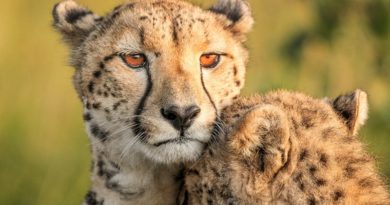 Фотографы дикой природы