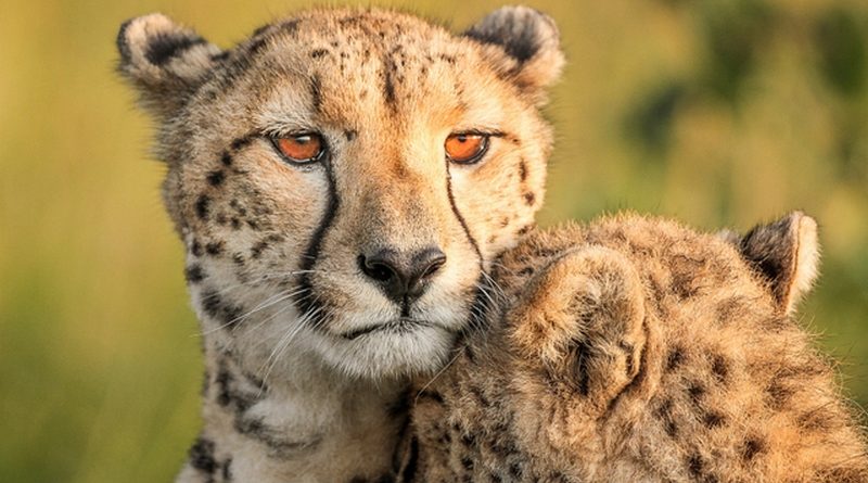 Фотографы дикой природы