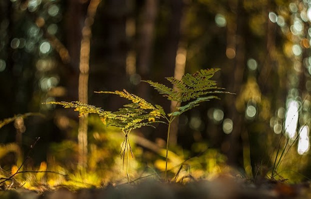 Объектив Гелиос пример изображения