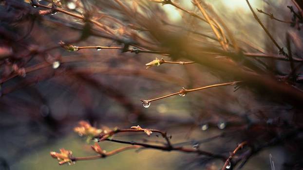 Объектив Гелиос пример фотографии