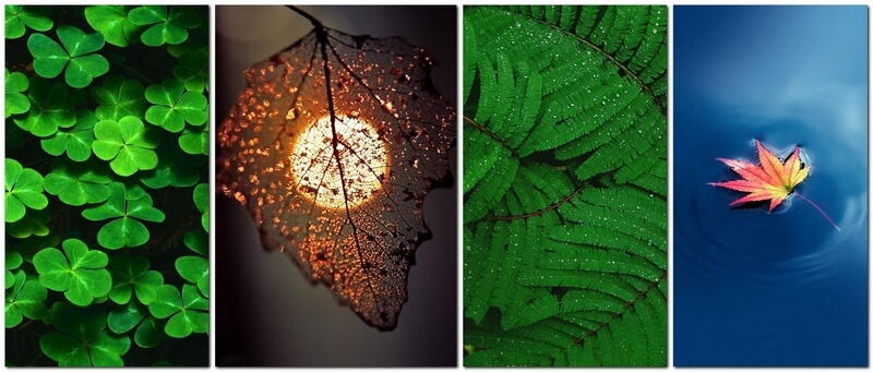 Как фотографировать листья