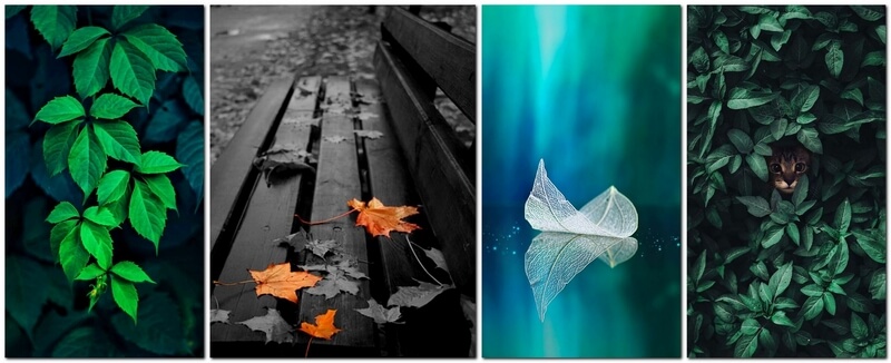 Фотографии листьев