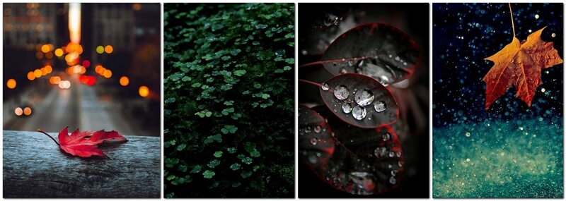 Как фотографировать листья