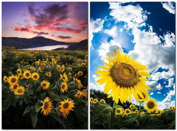 Фотографии подсолнухов