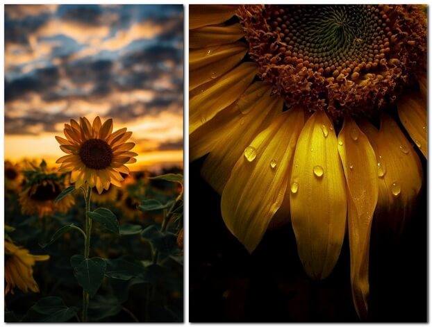 фотографии подсолнухов