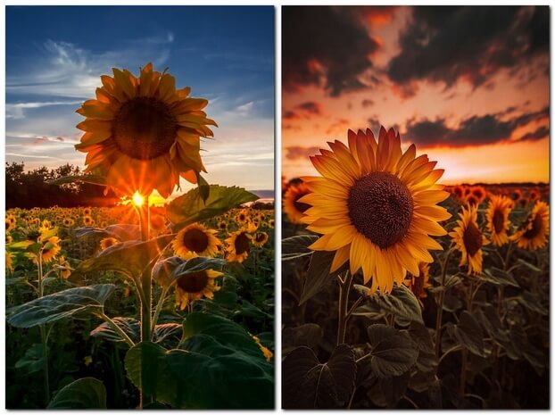 Фотографии поля с подсолнухами