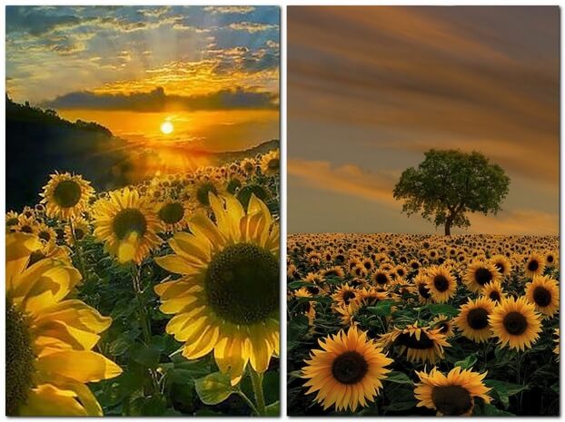 Подсолнухи на закате