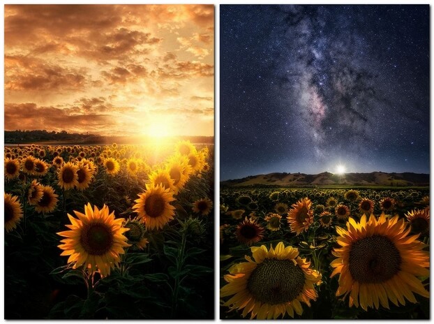 Подсолнухи и млечный путь