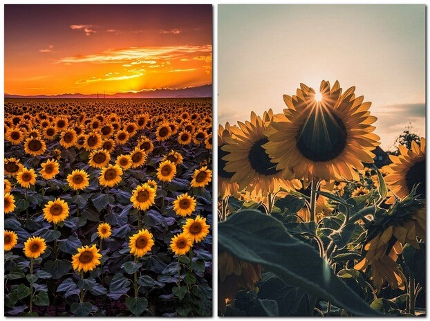 Фотографии подсолнухов