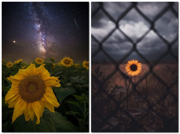 Фотографии подсолнухов