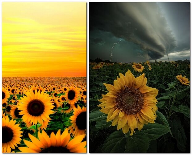 Фотографии в подсолнухах идеи