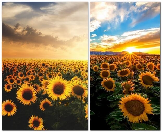 Красивые фотографии подсолнухов