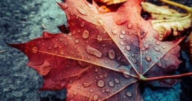 Как фотографировать листья