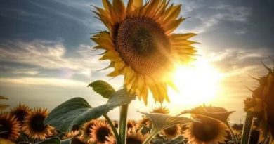 Фотографии подсолнухов