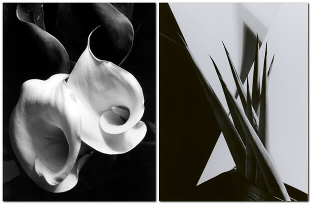 Имоджен Каннингем