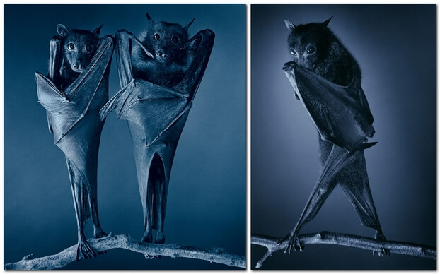 Фотограф Тим Флэч