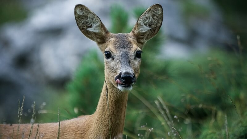 Как заработать на фотографии природы