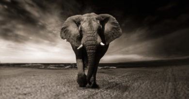 Как заработать на фотографии дикой природы