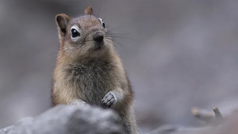 Снимок сделанный на объектив 70-200 мм